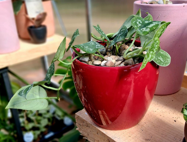 E07 . Scindapsus pictus in "Summer cachpot"