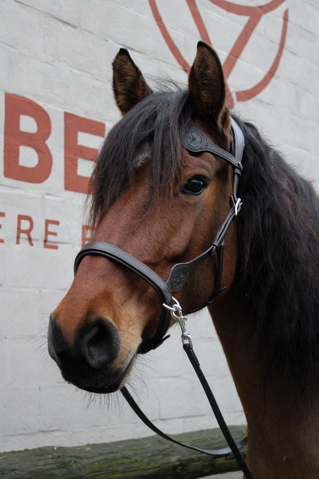 FRA Dandy Bitloos Hoofdstel incl. teugels