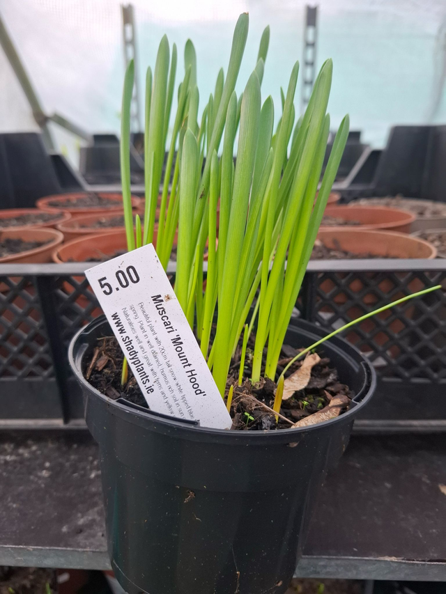 Muscari- 'Mount Hood' 10cm