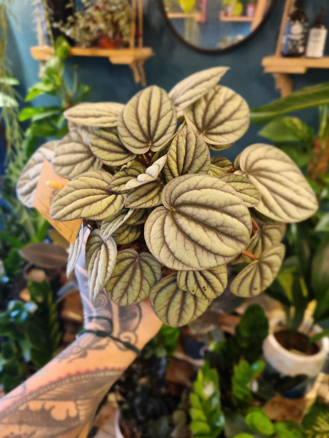 Peperomia mistique 