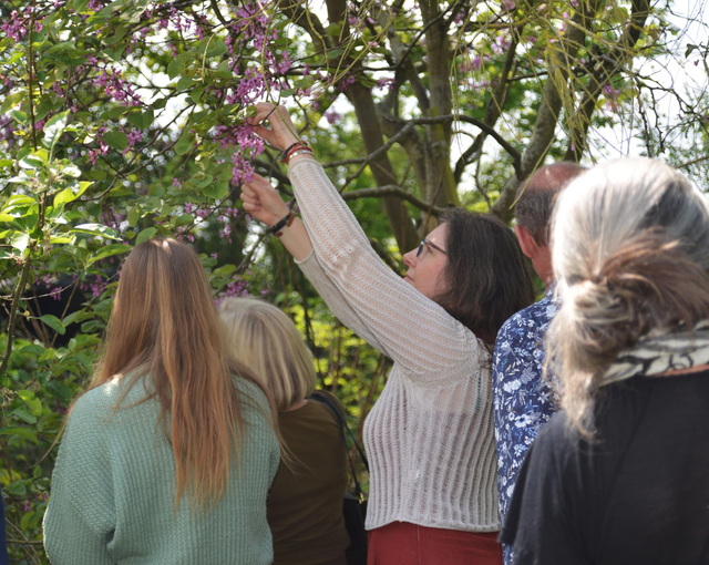 2026, 18 April:  Herb Walk, South Norfolk