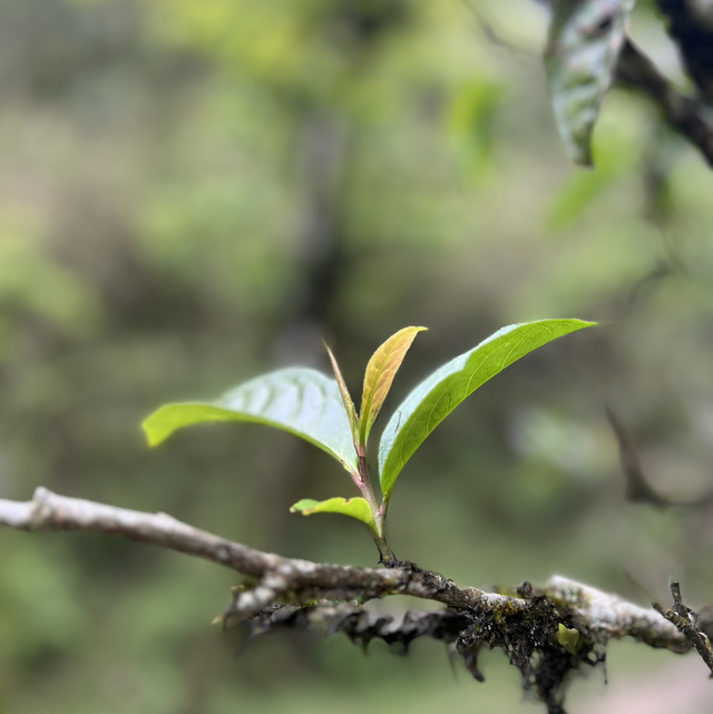 Vietnamese Forest Tea Session 12.07.2025 13-14.30Uhr