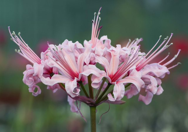 Igor II - Nerine Sarniensis