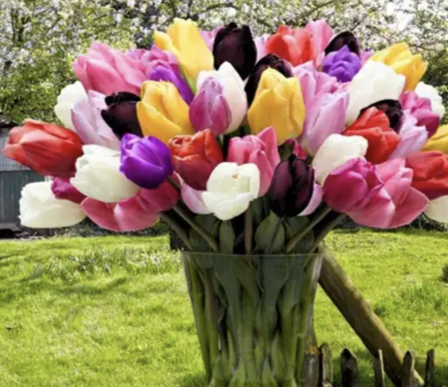 Enkel leverbaar nov-febr: Tulpen mix 10 bollen