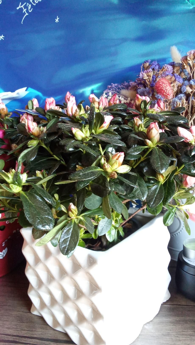 Cyclamen cp céramique