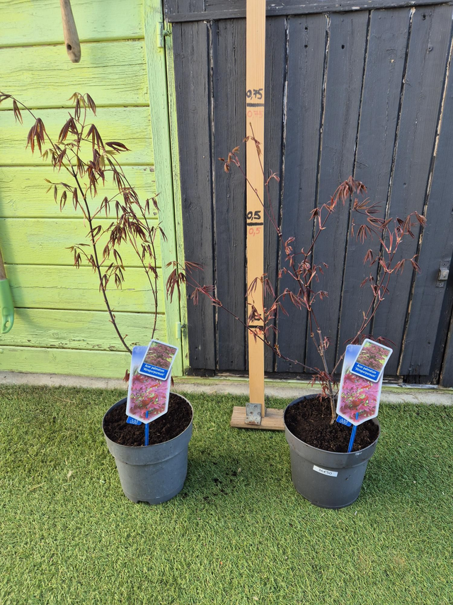 Erable palmatum atropurpureum pot 3,4L (acer)