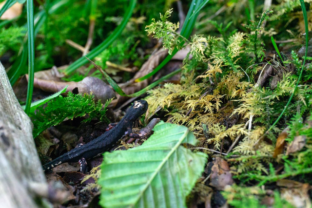 Salamandrina dagli occhiali - Salamandrina perspicillata (4 foto)