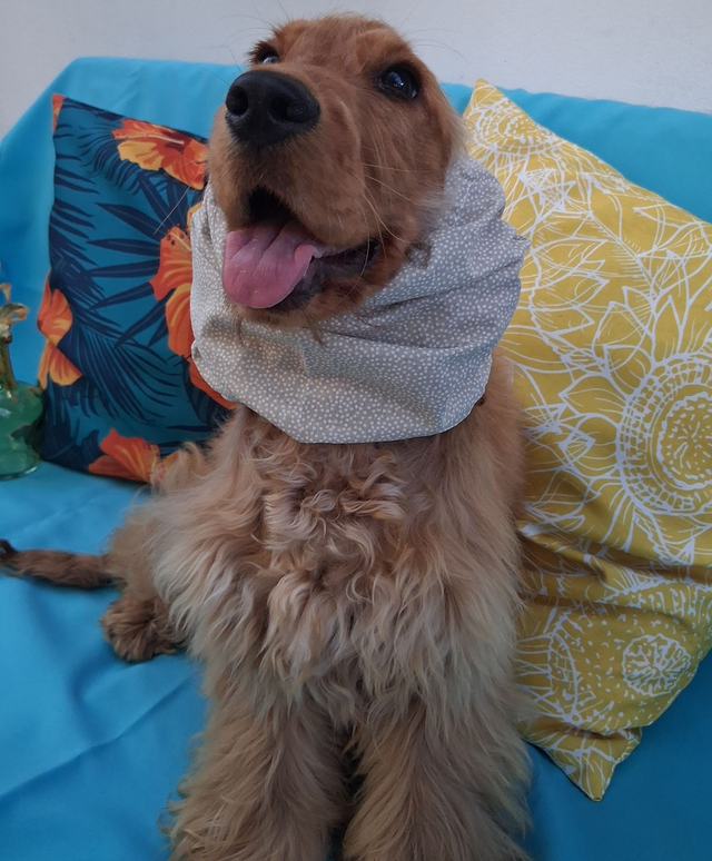 Snood Taille M Café au Lait Plumetis Blancs 