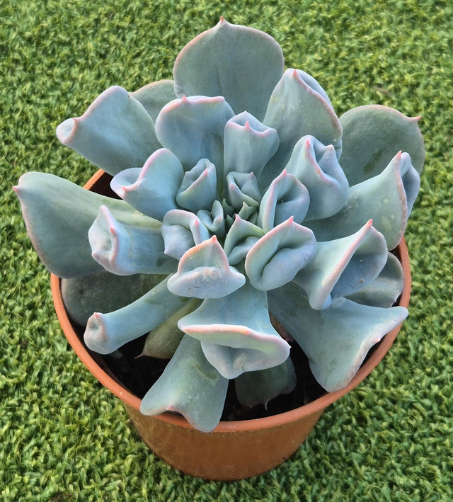 Echeveria 'Trumpet Pinky' (Blue Form)