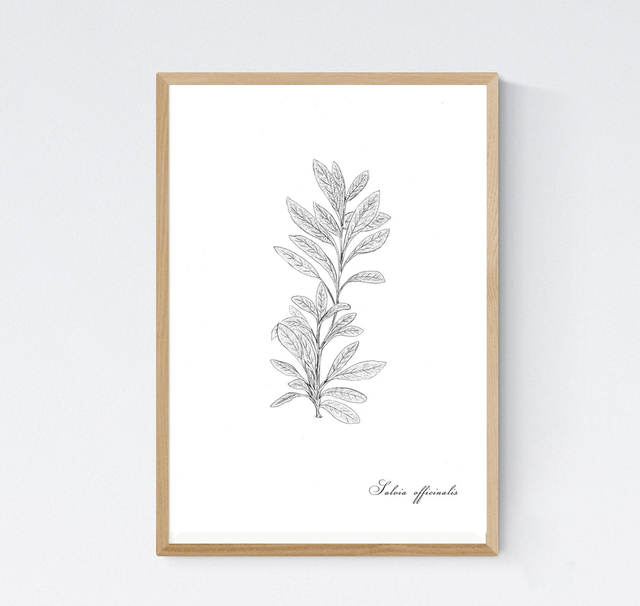 Sauge, Salvia officinale