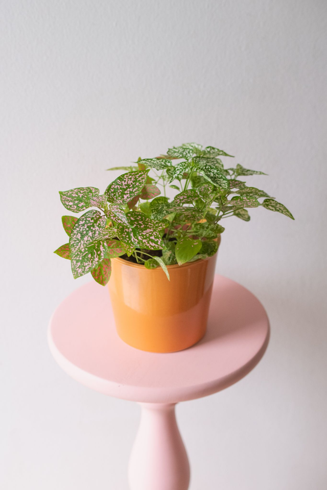 Cache pot orange 🧡
