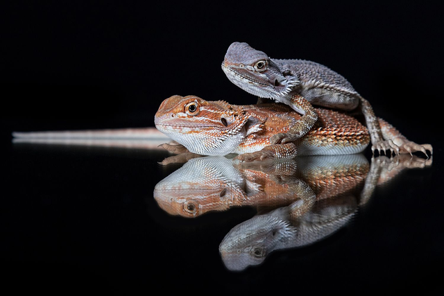 Bartagamen - Querformat