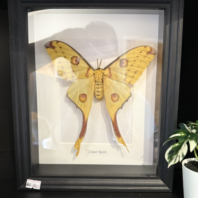 Comet Moth