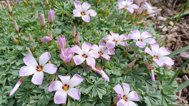 Oxalis adenophylla