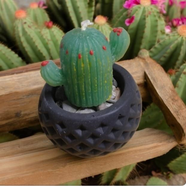 Pot Cactus 