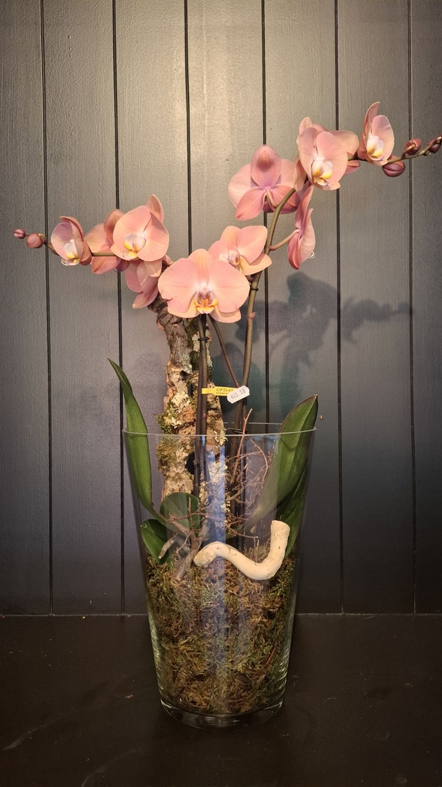 Orchidee