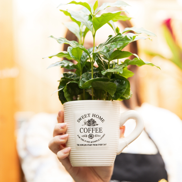 Coffee Arabica (store collection only at checkout)