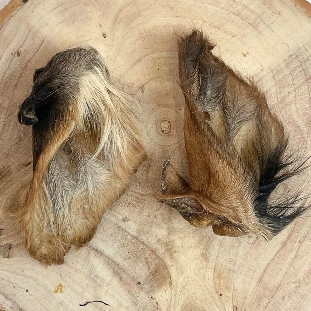 HAIRY COW EARS
