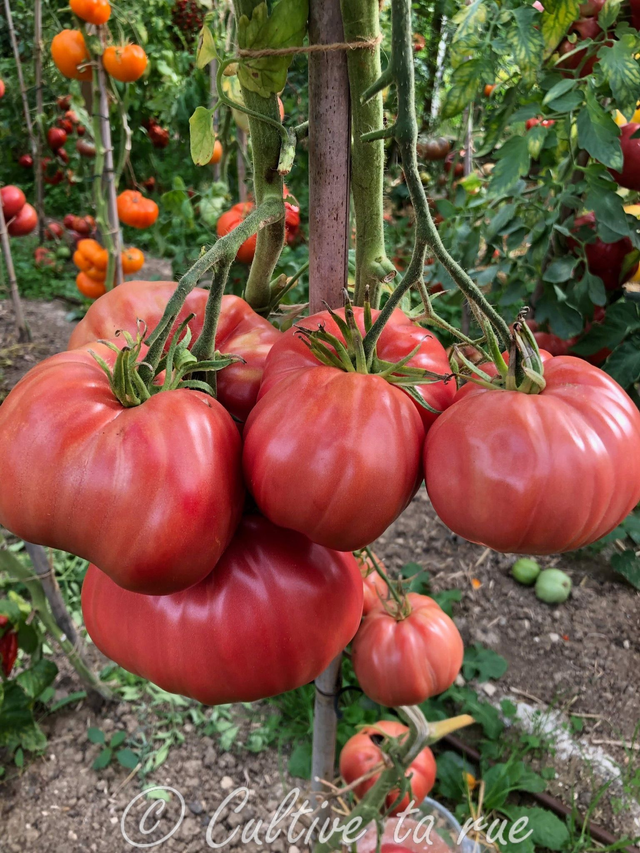 Tomate Grosse des marais