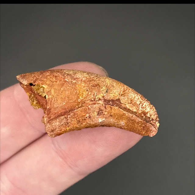 Pterosaur Claw 