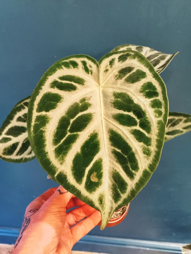 Anthurium silver blush in 12cm pot 