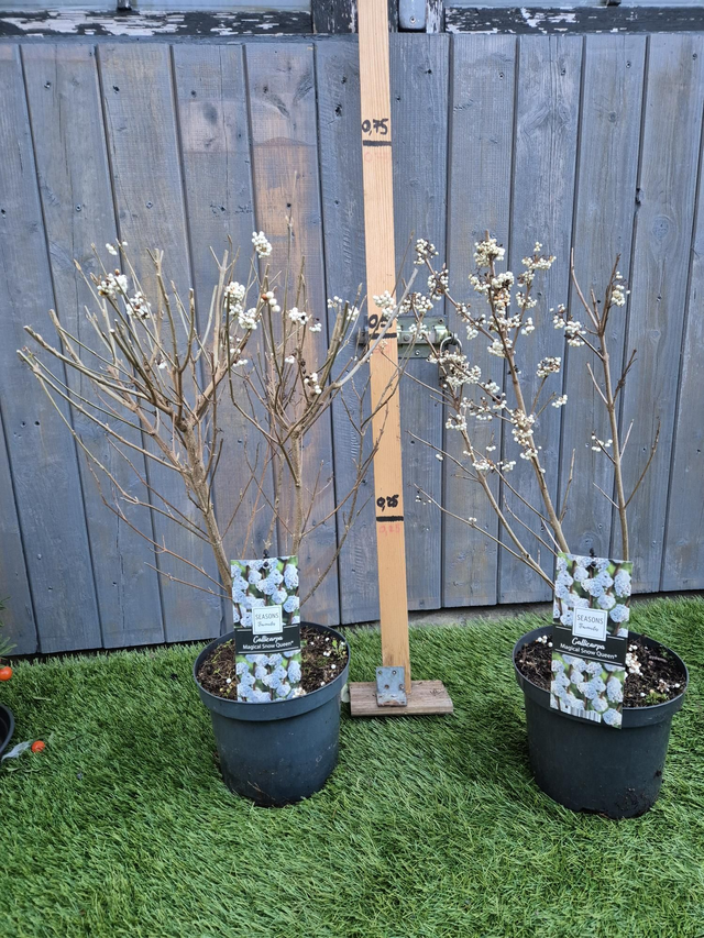 Callicarpa white pot 19cm