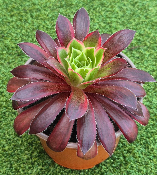 Aeonium &#039;Firecracker &#039;Variegata&#039;