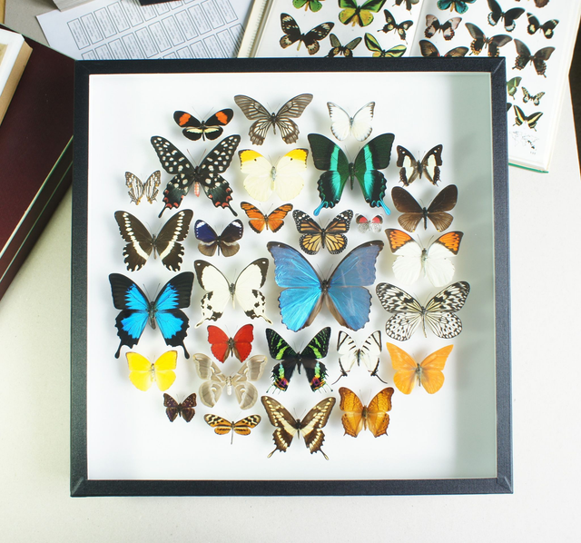Collection de papillons exotiques