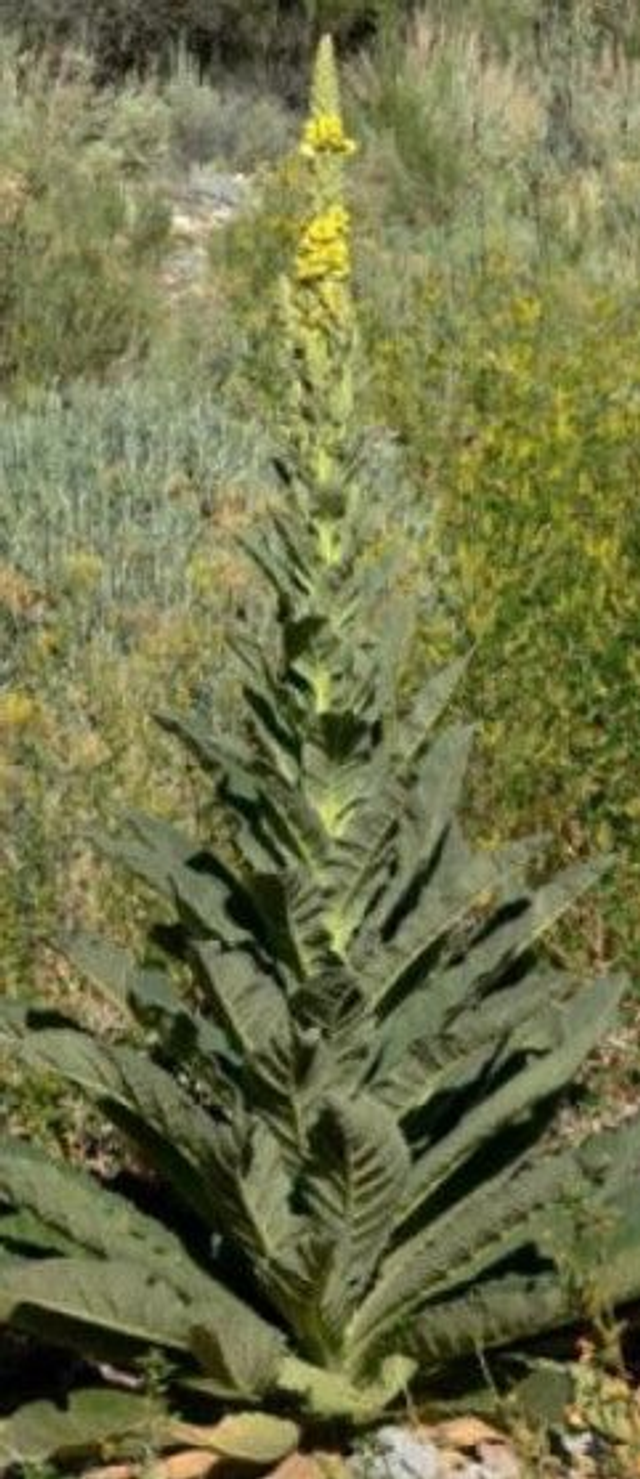 Bouillon Blanc AB -  (VERBASCUM BOMBYCIFERUM)
