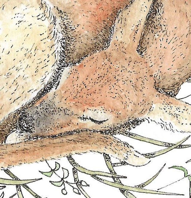 Sleeping Deer Art Print