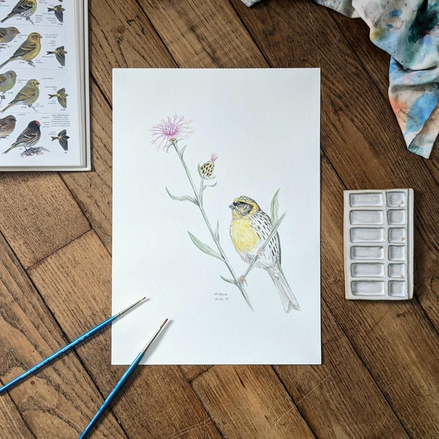 Aquarelle originale - Le Serin cini - Les Messagers du printemps 