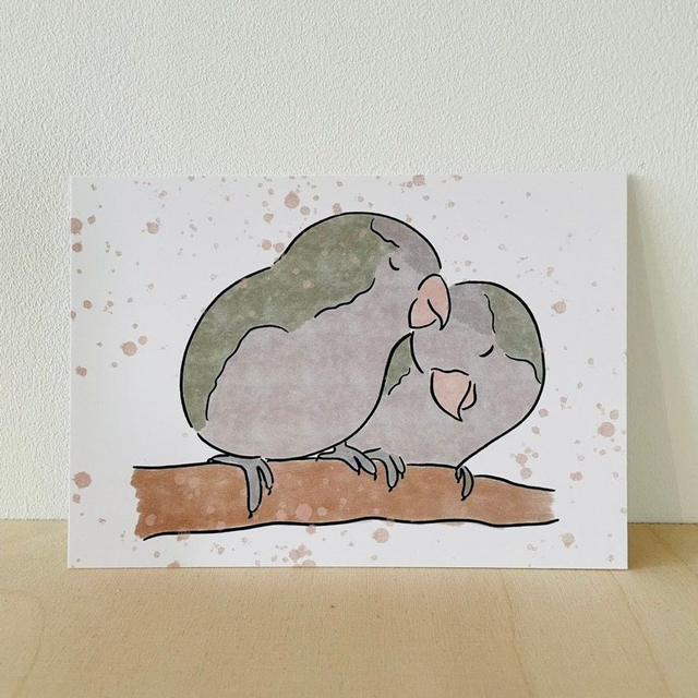 Ansichtkaart muisparkiet, 10 x 15 cm