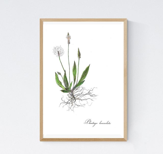 Plantain, plantago