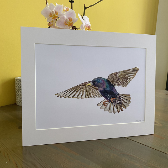 Starling Original Drawing 