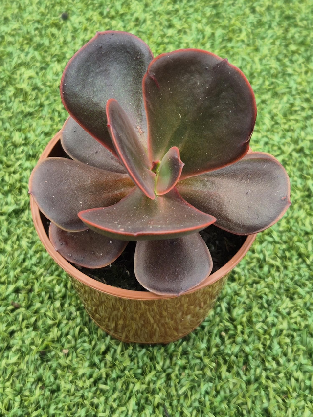 Echeveria 'Mahogany Rose'