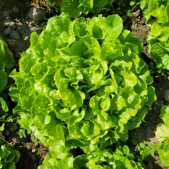 Feuille de chêne verte bio 🥬