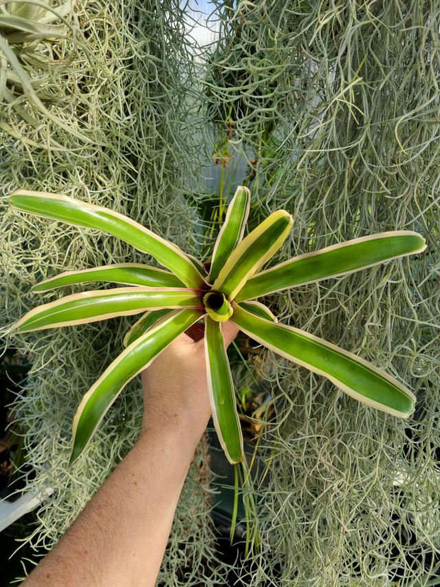 Neoregelia Fireball panaché