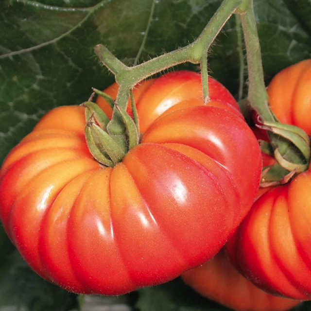 Tomate chair de boeuf rouge Potiron écarlate
