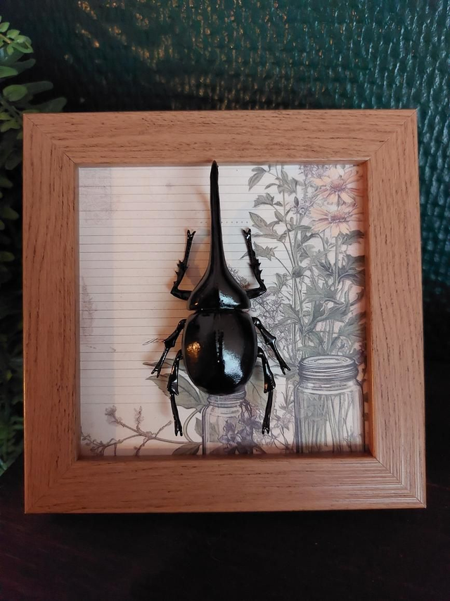 Cadre herboristerie avec scarabée en résine 