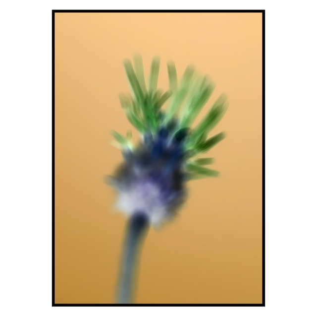 NV 007