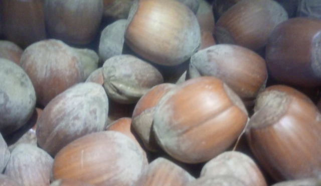 Avellana Con Cascara