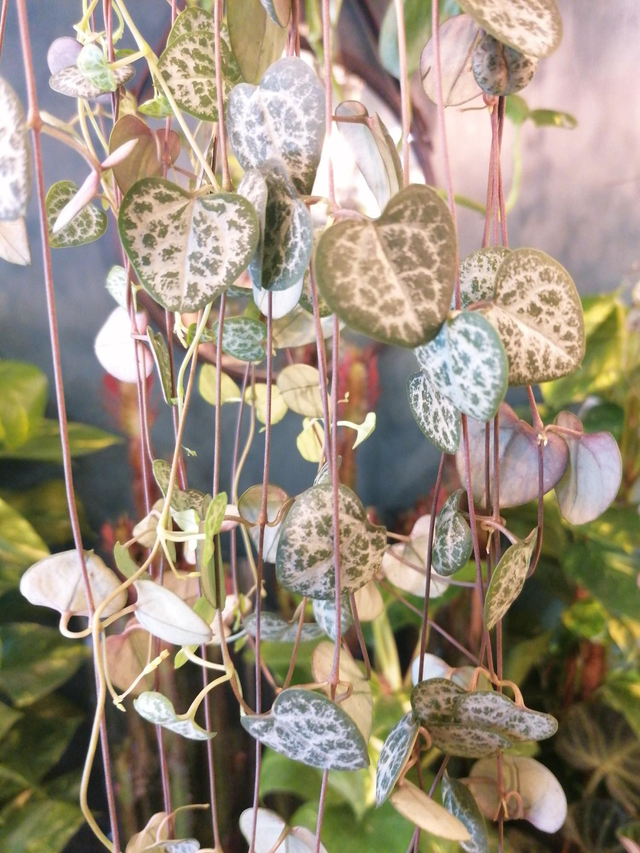 String of hearts in 12cm pot. 