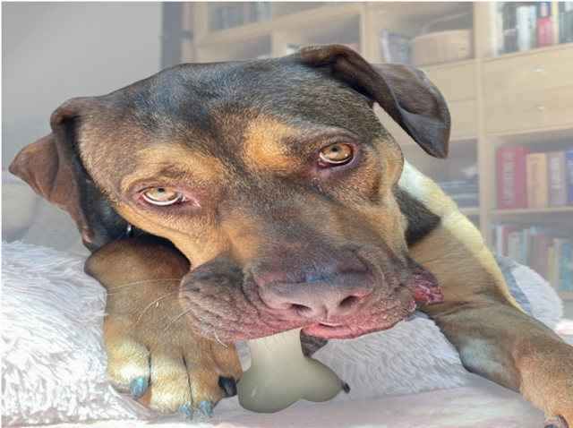 Jouet en os à mâcher et flottant en caoutchouc synthétique PUP-X BLEU.