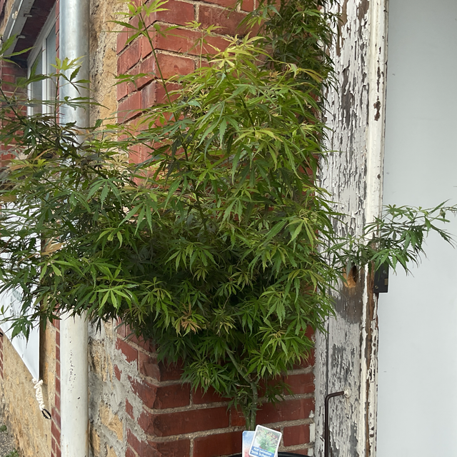 Acer palmatum « jerre schwartz »