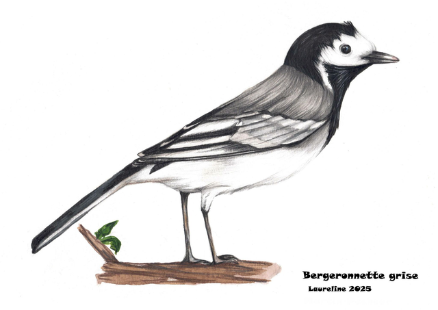 Carte postale Bergeronnette grise