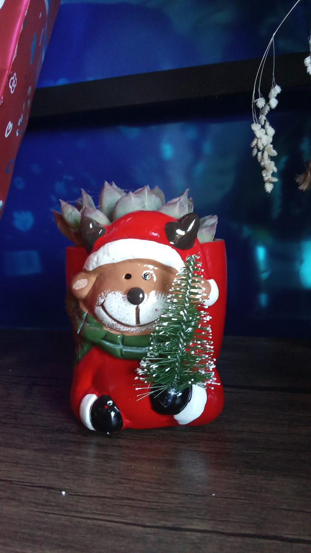 Succulente cp céramique Noël 