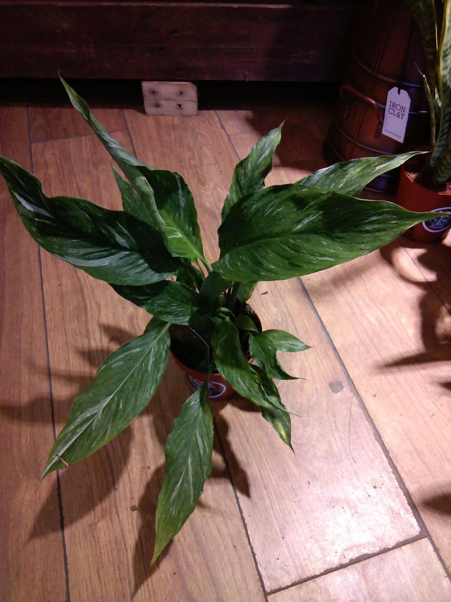 Peace lily variegated 