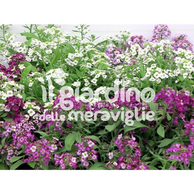 P17 . Alisso Lobularia in vaso 14