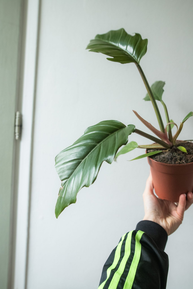 Philodendron ‘Choco Empress’ 🌿