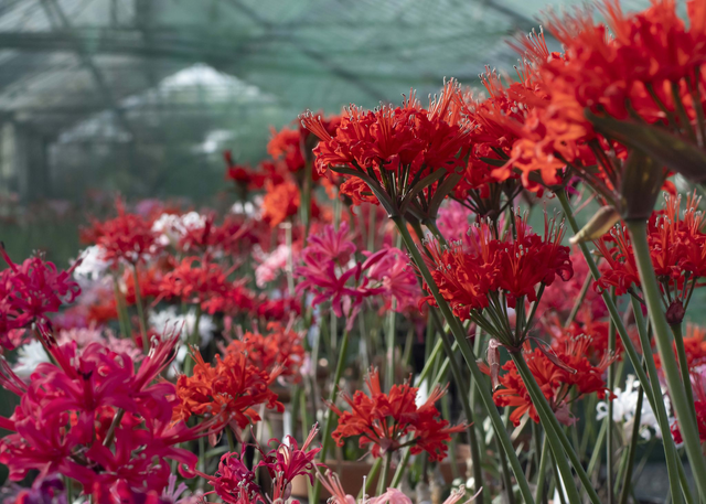 Greenhouse Gathering - Nerine Sarniensis